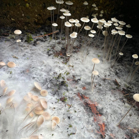 COMPOS(T)ING: Regenerative Creative Practices